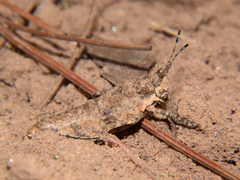 Chrotogonus hemipterus