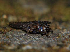 Cladoramus crenulatus