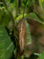 Pyrgomorpha granulata