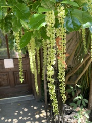 Itea