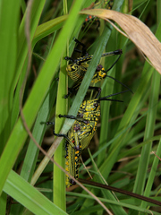 Phymateus viridipes