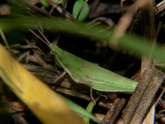 Pyrgomorpha granulata