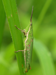 Pyrgomorpha granulata