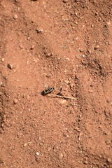 Xanthochilus saturnius