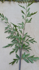 Asplenium aethiopicum