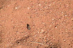 Xanthochilus saturnius