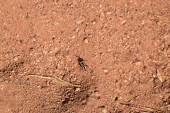Xanthochilus saturnius