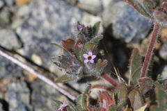 Collomia diversifolia