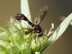 Physocephala pusilla
