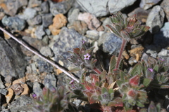 Collomia diversifolia