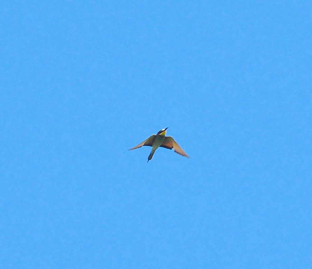European Bee-eater