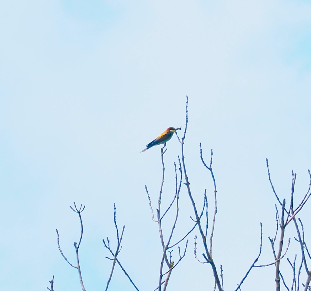 European Bee-eater