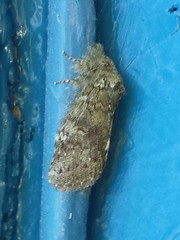 Macrurocampa marthesia