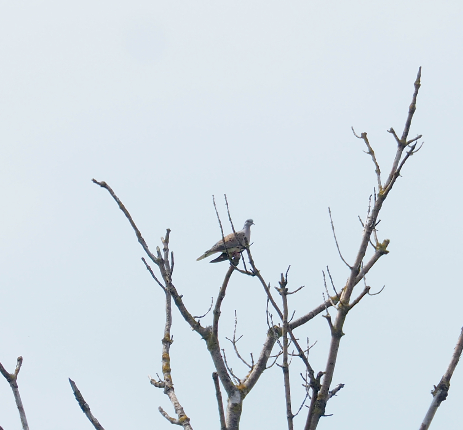 European Turtle Dove