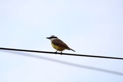 Pitangus sulphuratus