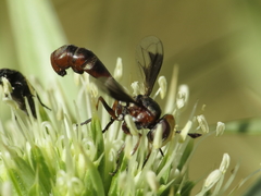 Physocephala pusilla