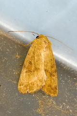 Hoplodrina blanda