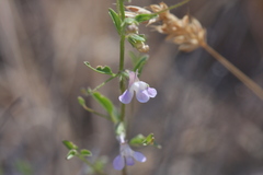Sairocarpus vexillocalyculatus
