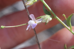 Sairocarpus vexillocalyculatus