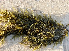 Phyllospora comosa