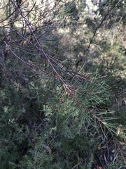 Hakea propinqua