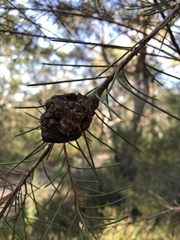 Hakea propinqua