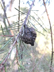 Hakea propinqua