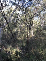Hakea propinqua