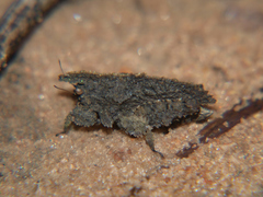Cladoramus crenulatus