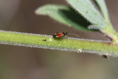 Tupiocoris californicus