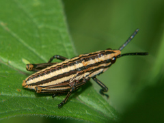 Dictyophorus griseus