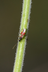 Tupiocoris californicus