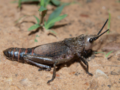Dictyophorus griseus