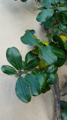 Erythroxylum ferrugineum