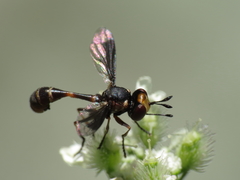 Physocephala pusilla