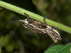 Dictyophorus griseus