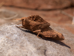 Lobosceliana