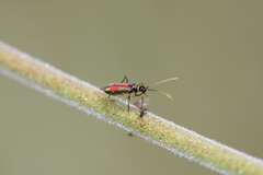 Tupiocoris californicus