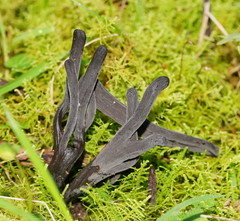 Clavulina tasmanica