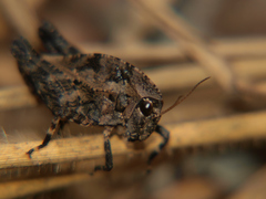 Phloeonotus