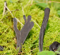Clavulina tasmanica