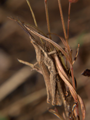 Pyrgomorpha granulata