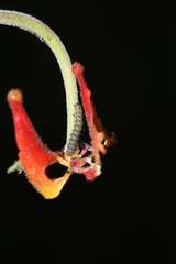 Heliothis phloxiphaga