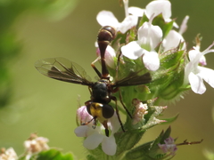 Physocephala pusilla