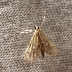 Elophila icciusalis