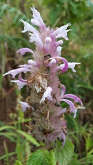 Achyrospermum fruticosum