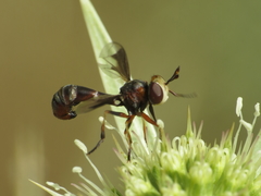 Physocephala pusilla