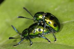 Platycorynus decemnotatus