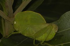 Teratodes monticollis