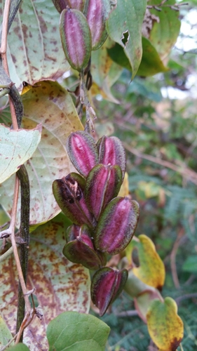 Dioscorea trichantha image